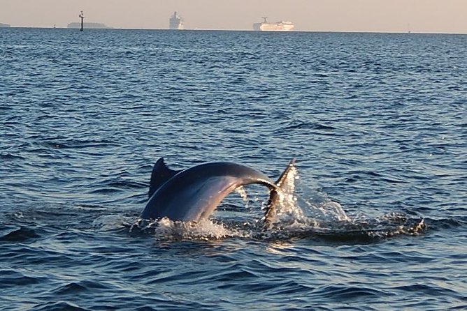1.5-hour Dolphin Sightseeing Cruise from Tampa - Quick hits before you go