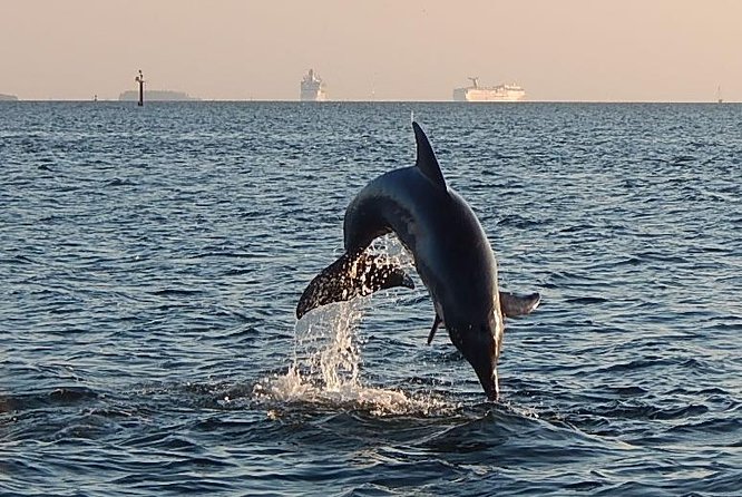 1.5-hour Dolphin Sightseeing Cruise from Tampa - Tampa Bay Dolphins for 90 Minutes: Why This Works