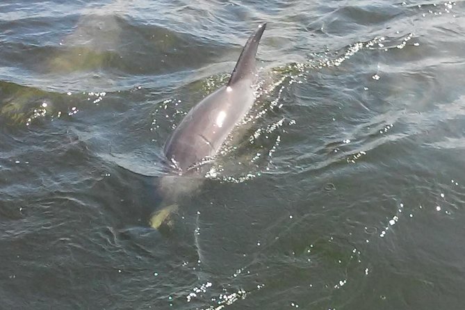 1.5-hour Dolphin Sightseeing Cruise from Tampa - Wildlife Chances Beyond Dolphins: Manatees and More