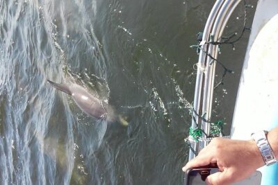 1.5-hour Dolphin Sightseeing Cruise from Tampa - Getting to the Dock: Tampa Bay History Center Makes It Simple