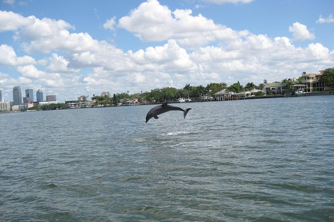 1.5-hour Dolphin Sightseeing Cruise from Tampa - Price and Value: Why This Costs About $31