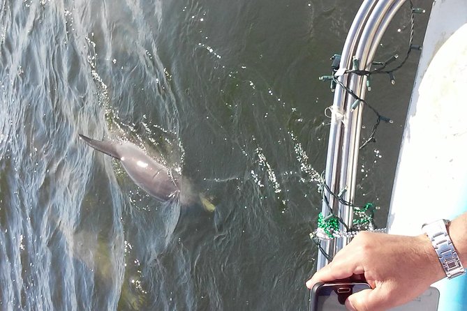 1.5-hour Dolphin Sightseeing Cruise from Tampa - Getting to the Dock: Tampa Bay History Center Makes It Simple