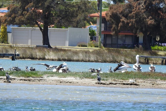 1 Hour Deluxe Scenic Dolphin Cruise - White Pearl comfort: small boat, close views, easier conversations