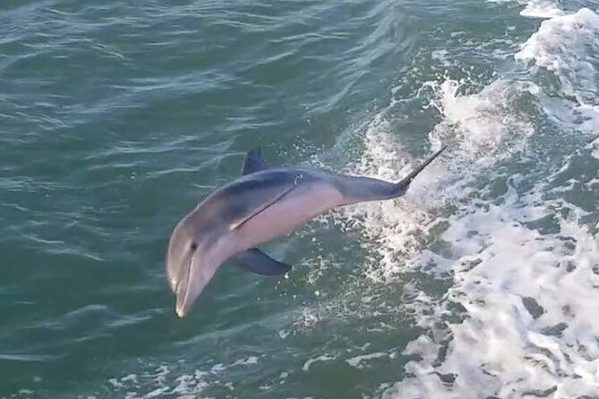 1 Hour Dolphin Dash - Key things to know before you go