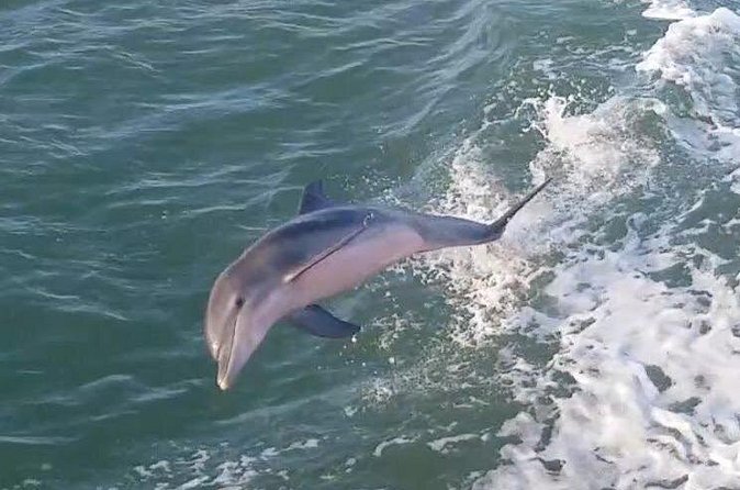 1 Hour Dolphin Dash - Crew pacing, dolphin viewing time, and group size
