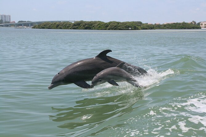 1-hour Dolphin Sightseeing Adventure Cruise from Madeira Beach - Shark Boat vs. a regular dolphin cruise: what’s actually different