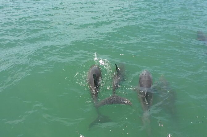 1-hour Dolphin Sightseeing Adventure Cruise from Madeira Beach - Boca Ciega Bay sights: what you’ll see between dolphin bursts