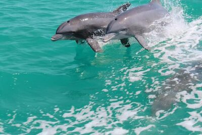 1-hour Dolphin Sightseeing Adventure Cruise from Madeira Beach - The 60-minute flow: what you’ll do and how the time plays out
