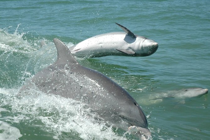 1-hour Dolphin Sightseeing Adventure Cruise from Madeira Beach - Price and value: is $28 worth it for a 1-hour cruise?