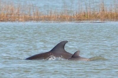 1 Hour Private Dolphin Tour Hilton Head Island - Where you meet (and how you’ll start the tour)