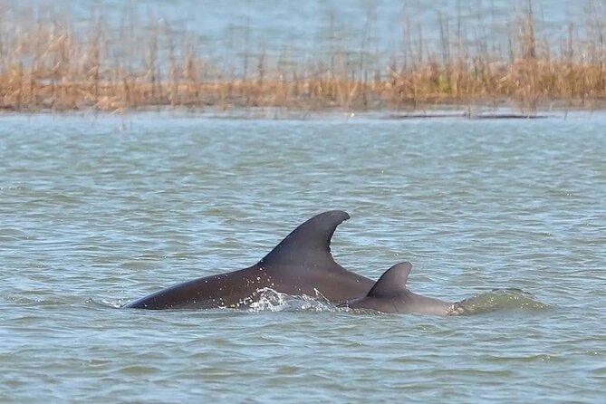 1 Hour Private Dolphin Tour Hilton Head Island - Where you meet (and how you’ll start the tour)