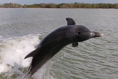 10,000 Islands Boat Excursion - 3.5-Hour Dolphins & Shelling Tour - Cape Romano dome houses: the photo stop that also anchors the story