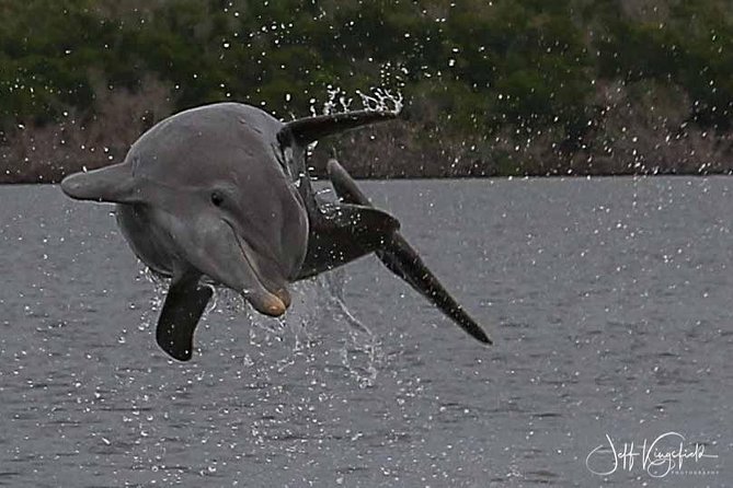 10,000 Islands Excursion Small-Group 3.5 hour Dolphin & Shelling Boat Tour - The Second Half in the Refuge: Mangroves, Birds, and Wildlife-Spotting Time