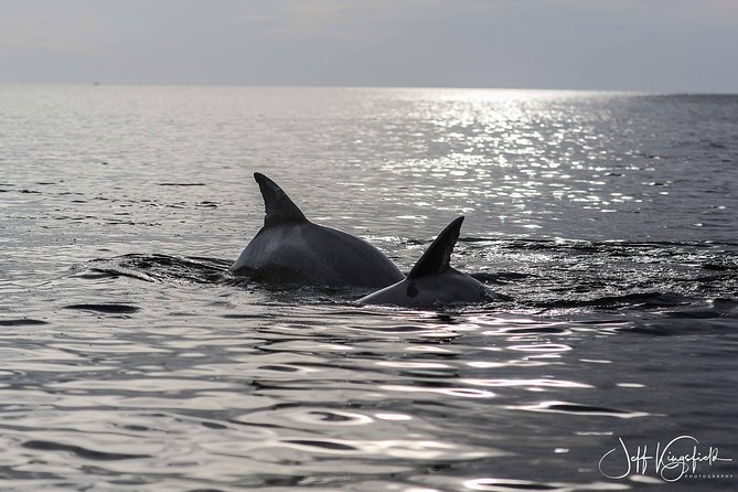 10,000 Islands Excursion Small-Group 3.5 hour Dolphin & Shelling Boat Tour - Dolphins, Manatees, and the Art of a Good Sight
