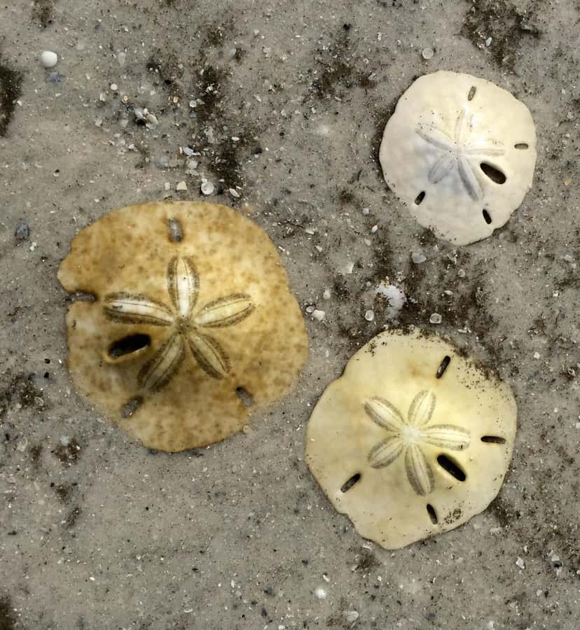 2.5 Hour Shell Key Island Adventure - Dolphins And Shells - Mangroves and estuaries: sea birds, possible manatees, and the quiet scenery
