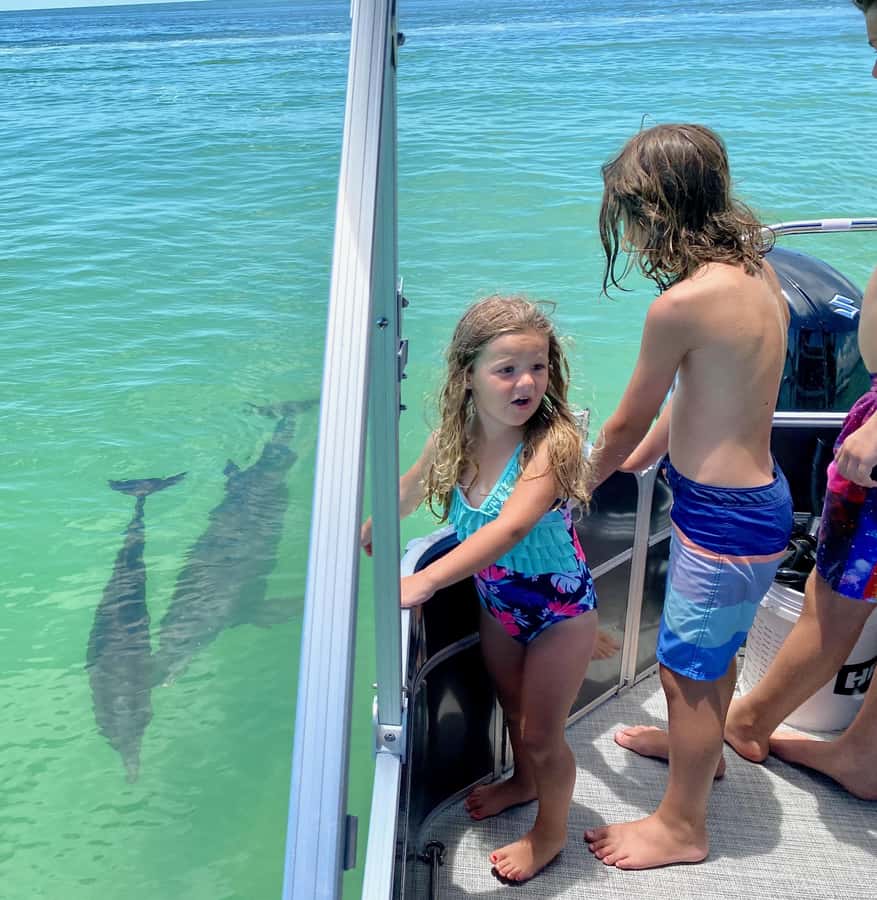 2.5 Hour Shell Key Island Adventure - Dolphins And Shells - Ocean views and the in-between moments you shouldn’t rush