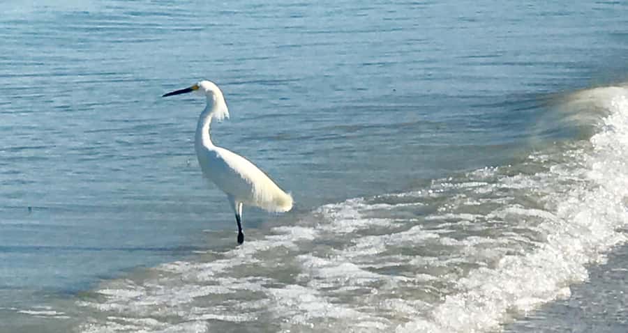 2.5 Hour Shell Key Island Adventure - Dolphins And Shells - Who this tour is best for (and who might want a different style)