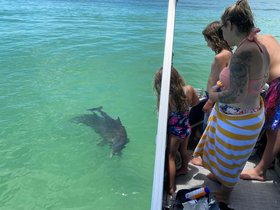 2.5 Hour Shell Key Island Adventure - Dolphins And Shells - Price and value: is $69 per person fair for 150 minutes?