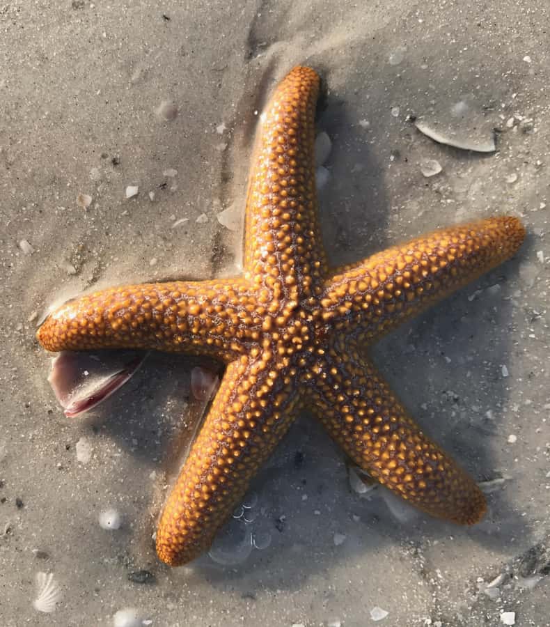 2.5 Hour Shell Key Island Adventure - Dolphins And Shells - If you should book: my practical take