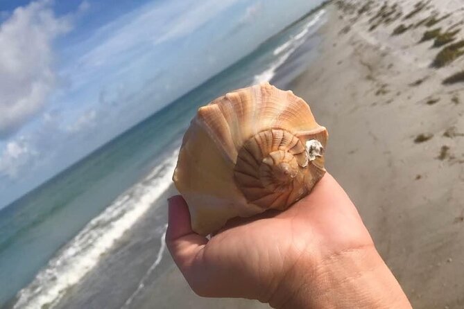 2.5 Hour Shell Key Island Adventure Including Dolphins And Shells - Key highlights you’ll care about