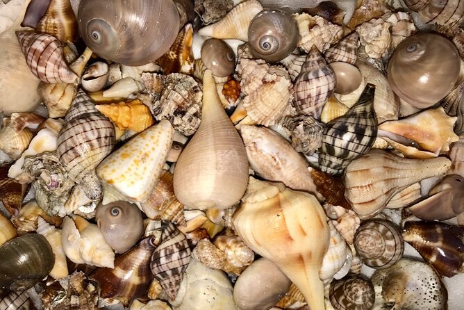2.5 Hour Shell Key Island Adventure Including Dolphins And Shells - What’s included (and what isn’t): cooler, BYOB, and planning meals