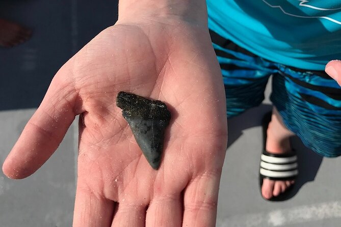2.5 Hour Shell Key Island Adventure Including Dolphins And Shells - Small-group size: why max 10 travelers changes the whole vibe