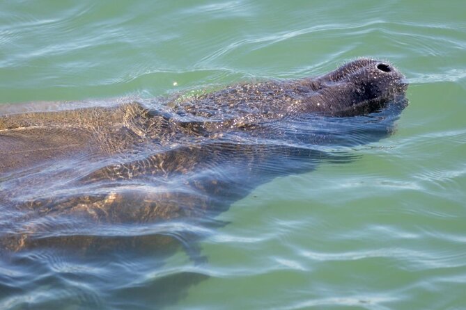 2.5 Hour Shell Key Island Adventure Including Dolphins And Shells - Who should book this Shell Key Island Adventure