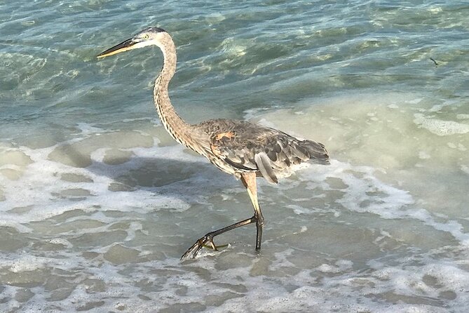 2.5 Hour Shell Key Island Adventure Including Dolphins And Shells - Should you book Shell Key Island Adventure?