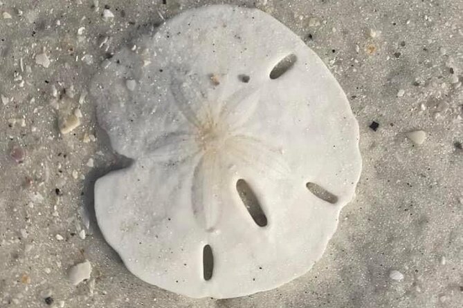 2.5 Hour Shell Key Island Adventure Including Dolphins And Shells - Dolphin Bay cruise plus mangrove wildlife, without the long wait