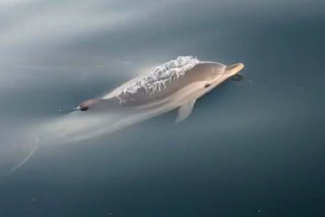 2.5 Hours Sunset Boat Tour in Search of Dolphins - Swim Stop + Aperitif: clear water and an easy Sicily pause