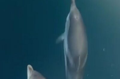 2.5 Hours Sunset Boat Tour in Search of Dolphins - Dolphin Searching Near Taormina: the real show