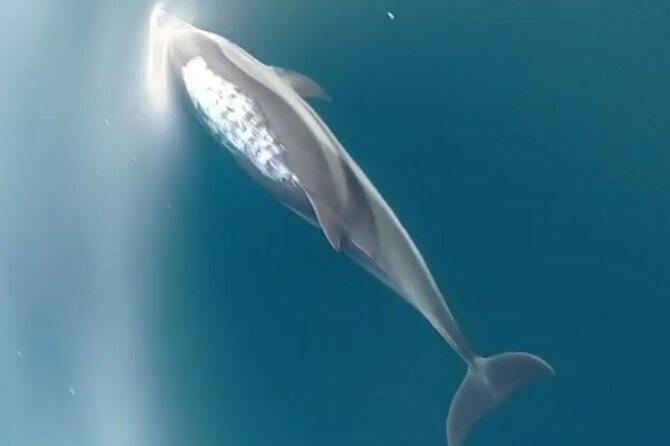 2.5 Hours Sunset Boat Tour in Search of Dolphins - Price and value: is $60.47 worth it?