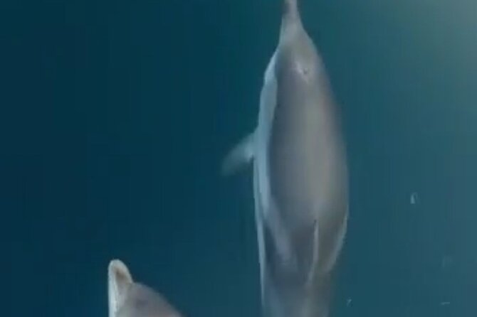 2.5 Hours Sunset Boat Tour in Search of Dolphins - Dolphin Searching Near Taormina: the real show