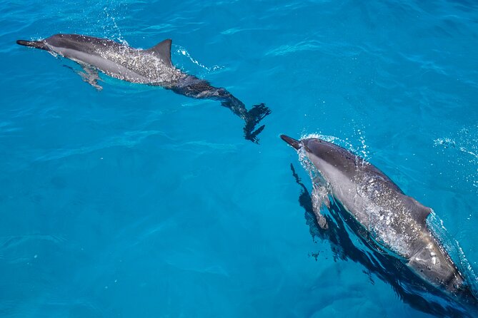 2 Hour Big Island Dolphin Watching and Sea Turtle Snorkel Tour - Two Hours in Kailua-Kona: How This Tour Puts You on the Water Fast