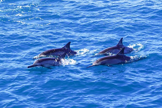 2 Hour Big Island Dolphin Watching and Sea Turtle Snorkel Tour - Price and Value: Is $88 Fair for Dolphin + Turtle Snorkeling?