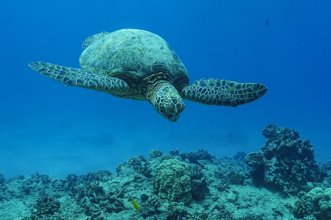 2 Hour Big Island Dolphin Watching and Sea Turtle Snorkel Tour - Who This Tour Fits Best (and Who Might Want Something Else)