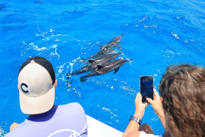 2 Hour Big Island Dolphin Watching and Sea Turtle Snorkel Tour - Dolphin Watching: The Part That Moves Quickly (and Why That’s a Good Thing)