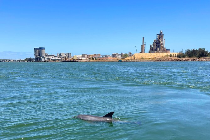 2-Hour Dolphin and Maritime Cruise in Port Adelaide - Who This Cruise Fits Best (And Who Might Want to Rethink)