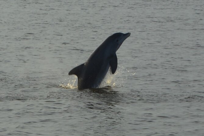 2-Hour Dolphin and Nature Eco Tour from Orange Beach - On-board feel: crew energy, bar service, and comfort