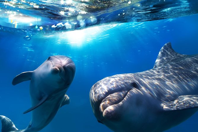 2-Hour Dolphin and Whale Watching in Gran Canaria - Key Things I’d Actually Notice on This Trip