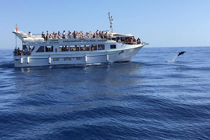 2-Hour Dolphin and Whale Watching in Gran Canaria - What You’re Really Buying on Gran Canaria’s Atlantic