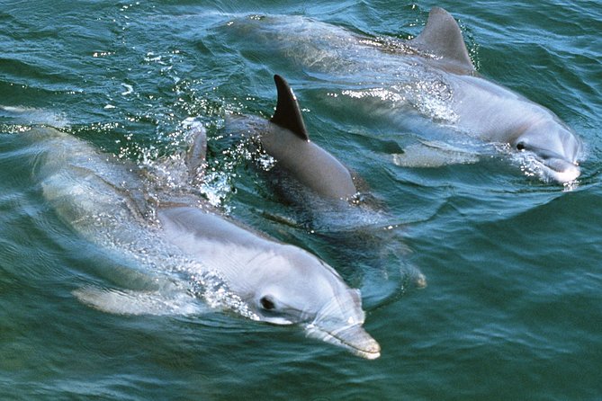 2-Hour Dolphin and Whale Watching in Gran Canaria - Entering the Experience at Muelle Deportivo de Puerto Rico