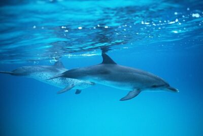 2-Hour Dolphin and Whale Watching in Gran Canaria - The Timing: Meeting at 10:15, Going Out Around 11:00