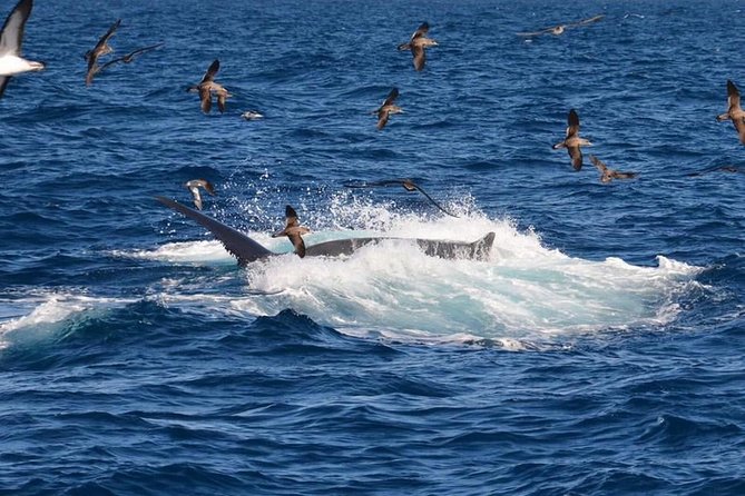 2-Hour Dolphin and Whale Watching in Gran Canaria - How the Guide Finds Dolphins (and Why Patience Is Part of the Deal)