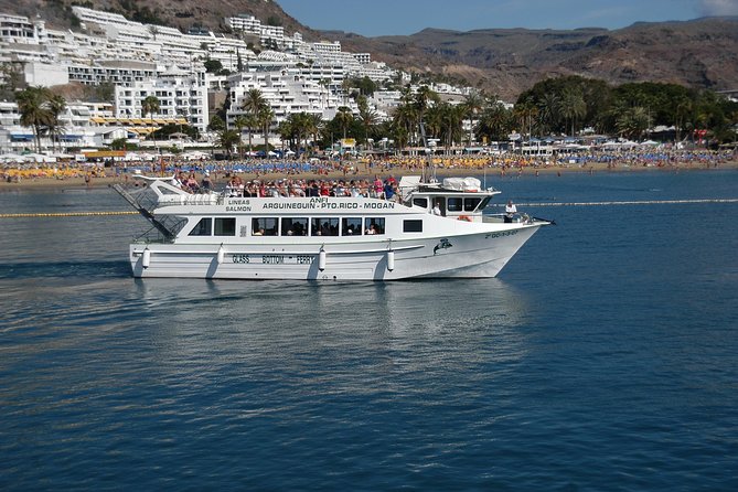 2-Hour Dolphin and Whale Watching in Gran Canaria - Dolphins vs. Whales: What to Expect Without Setting Yourself Up for Disappointment