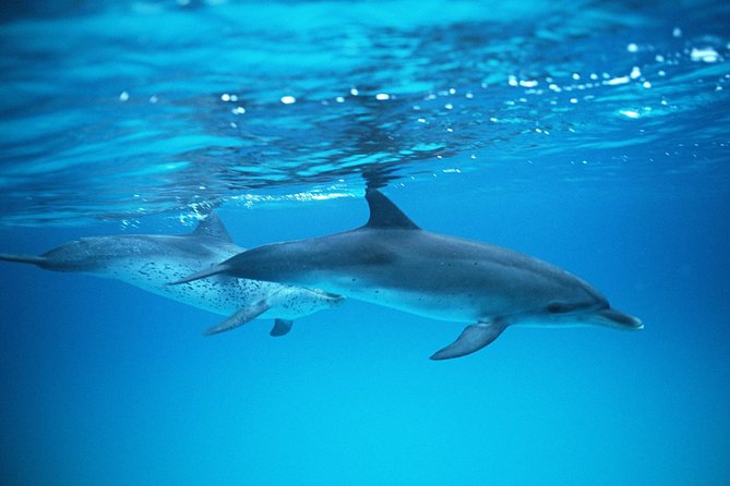 2-Hour Dolphin and Whale Watching in Gran Canaria - The Timing: Meeting at 10:15, Going Out Around 11:00