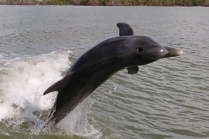 2 Hour Dolphin, Birding and Shelling Tour - Key Highlights You’ll Care About