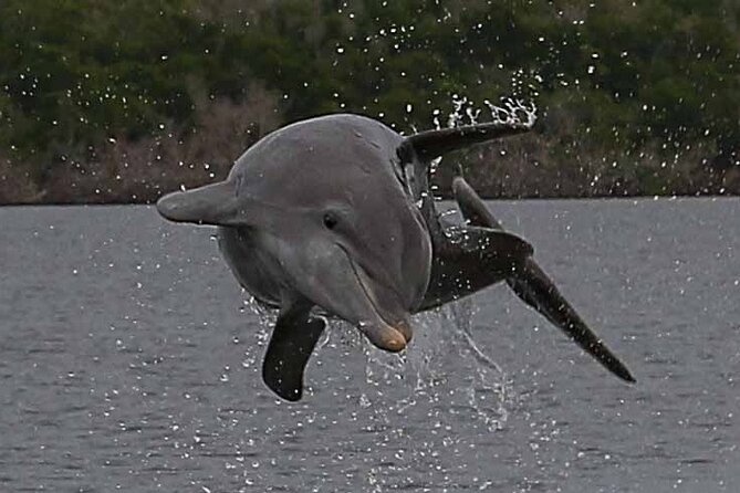 2 Hour Dolphin, Birding and Shelling Tour - Marco Island Views Without the High-Rise Feeling