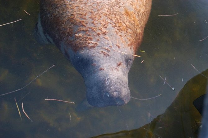 2 Hour Dolphin, Birding and Shelling Tour - Price and Value: Is $109.95 for 2 Hours Worth It?