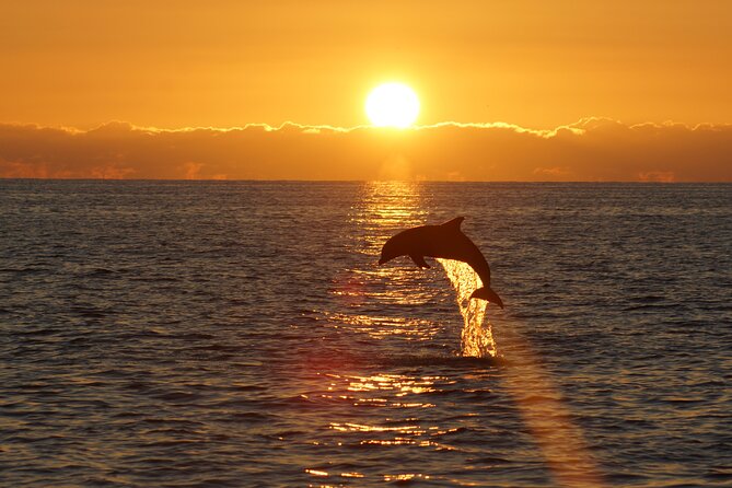 2-Hour Dolphin Guided Safari NP Brijuni from Fazana - Boat Galeb Comfort: Private Tables, Wi‑Fi, and Unlimited Drinks